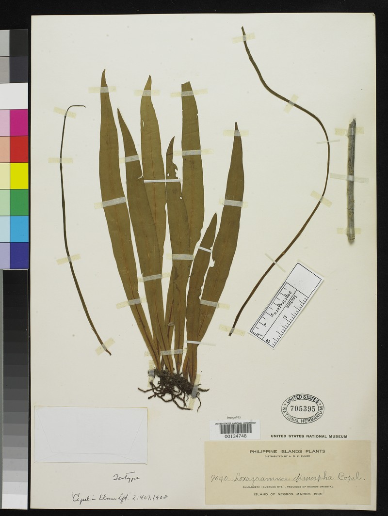 Loxogramme dimorpha