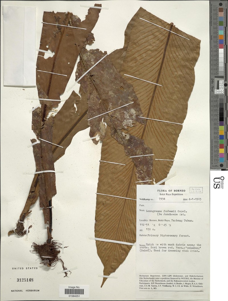 Loxogramme forbesii