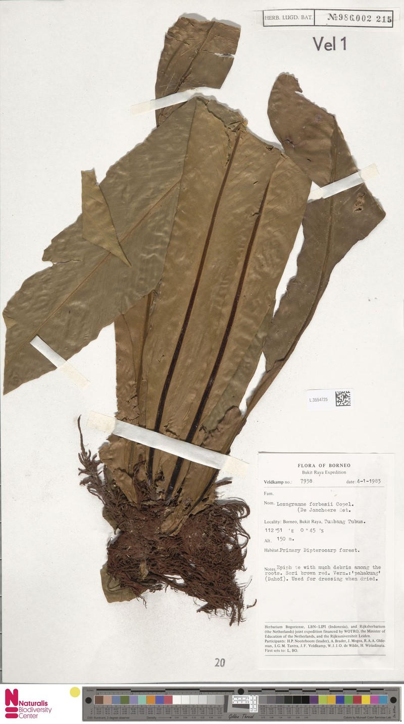 Loxogramme forbesii photo 2