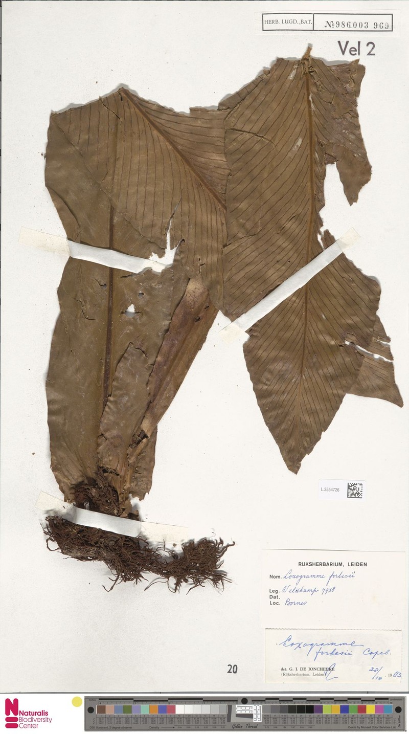 Loxogramme forbesii photo 3