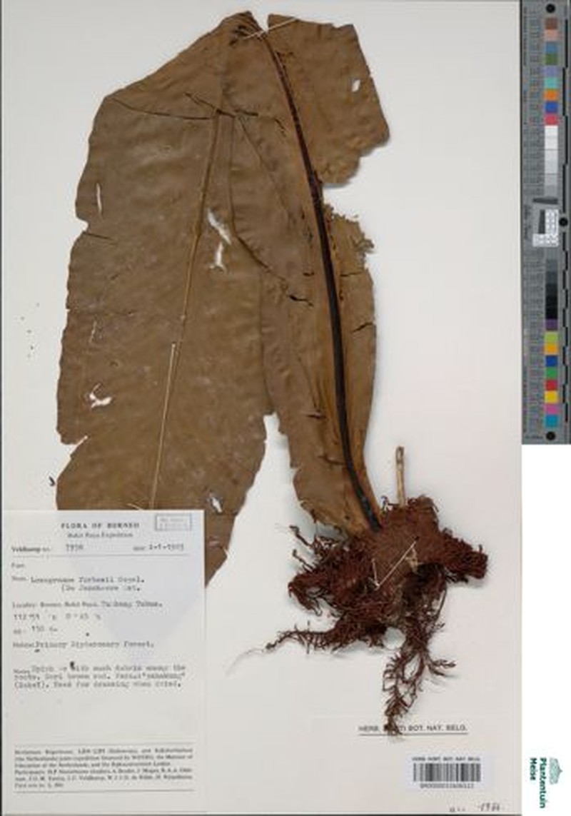 Loxogramme forbesii photo 4