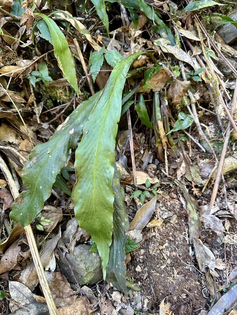 Loxogramme formosana photo 2