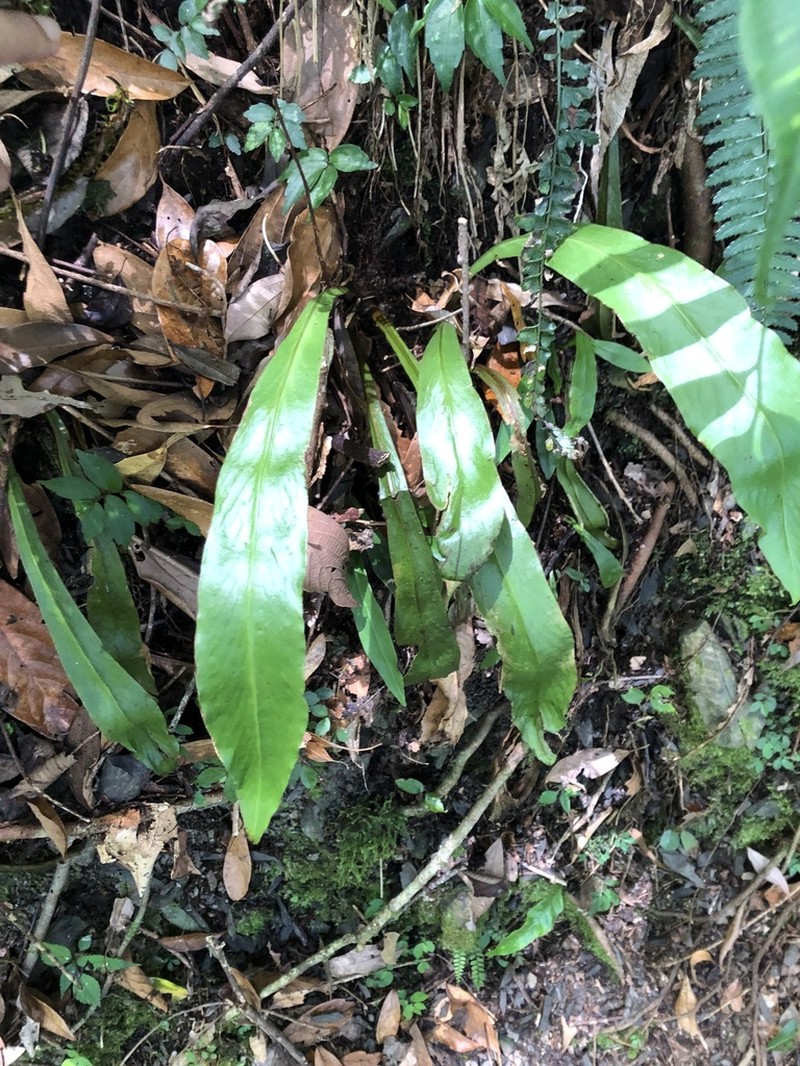 Loxogramme formosana photo 3