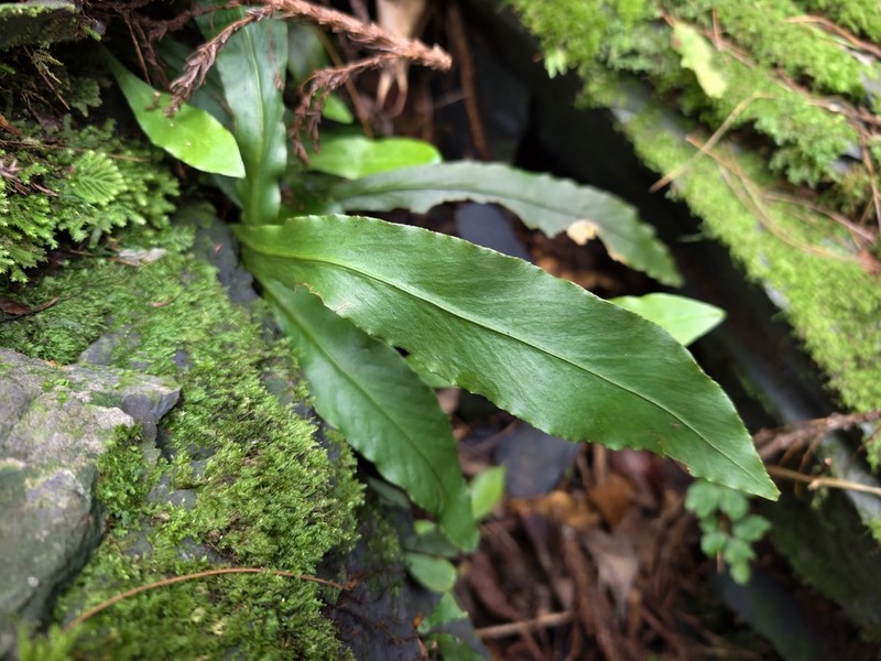 Loxogramme formosana photo 7