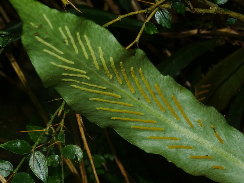 Loxogramme formosana photo 8
