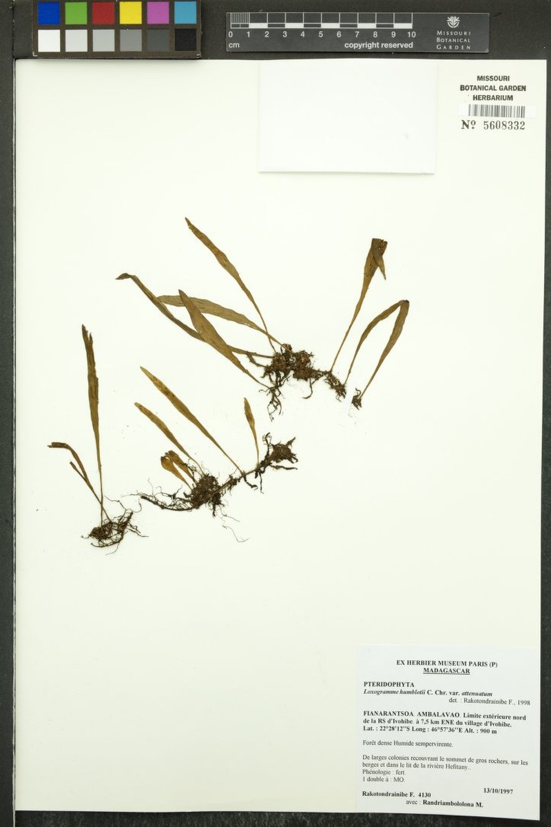 Loxogramme humblotii