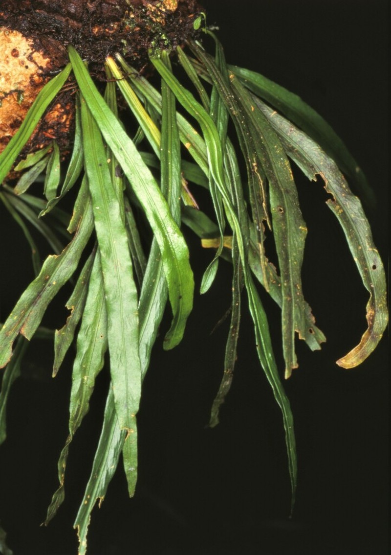 Loxogramme involuta