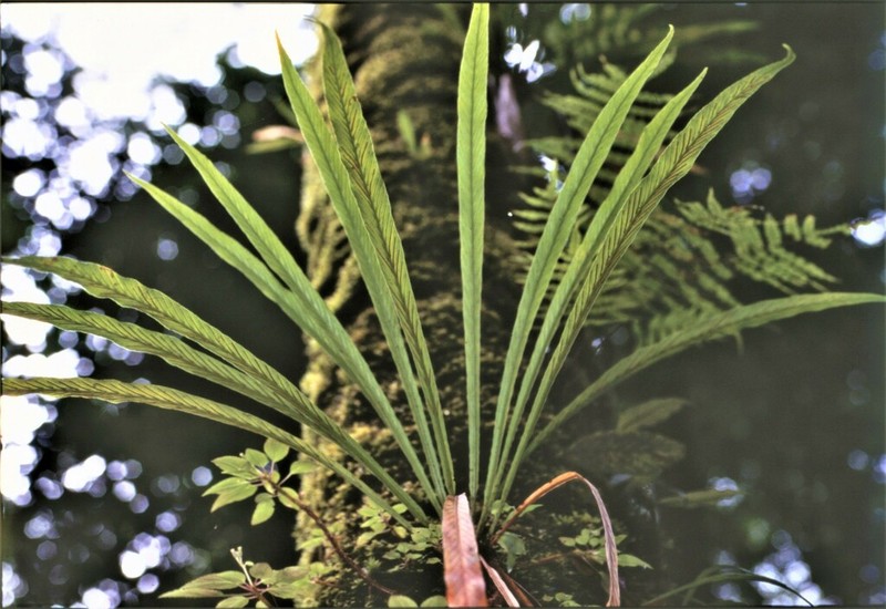Loxogramme involuta photo 2