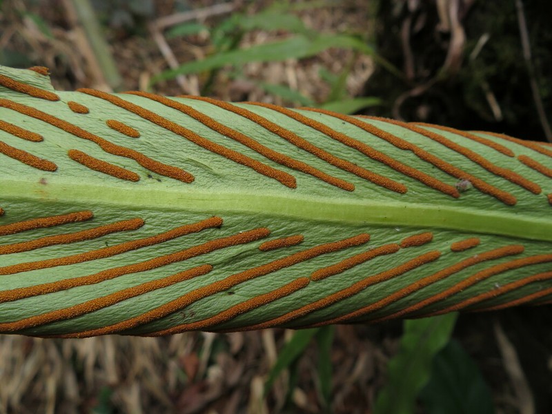 Loxogramme involuta photo 3