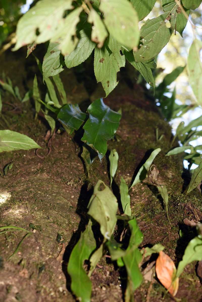 Loxogramme involuta photo 4
