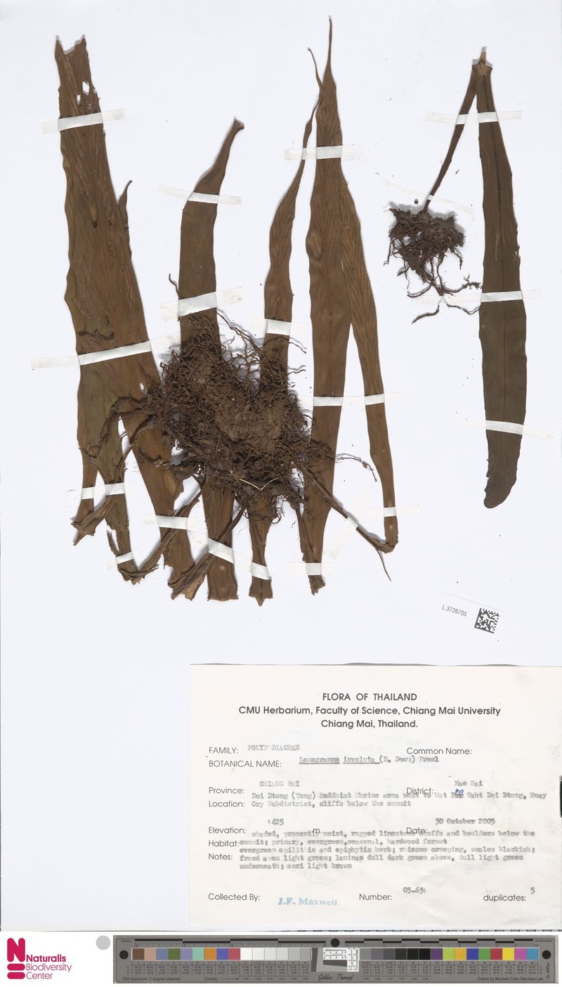 Loxogramme involuta photo 6