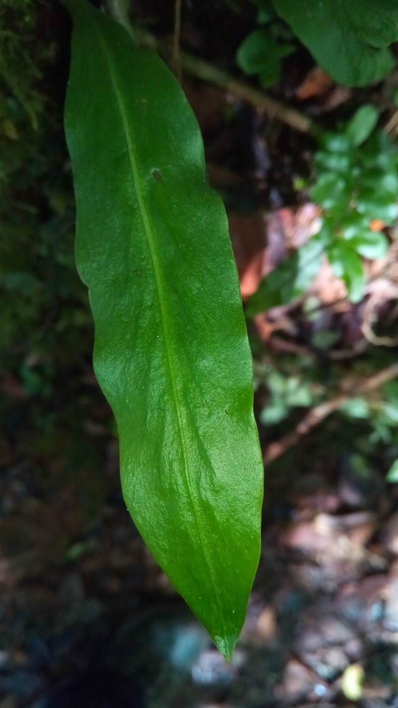 Loxogramme lanceolata photo 3