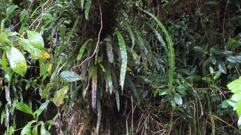 Loxogramme lanceolata photo 7