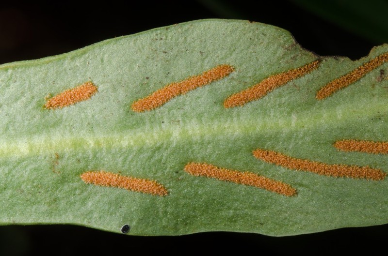Loxogramme latifolia