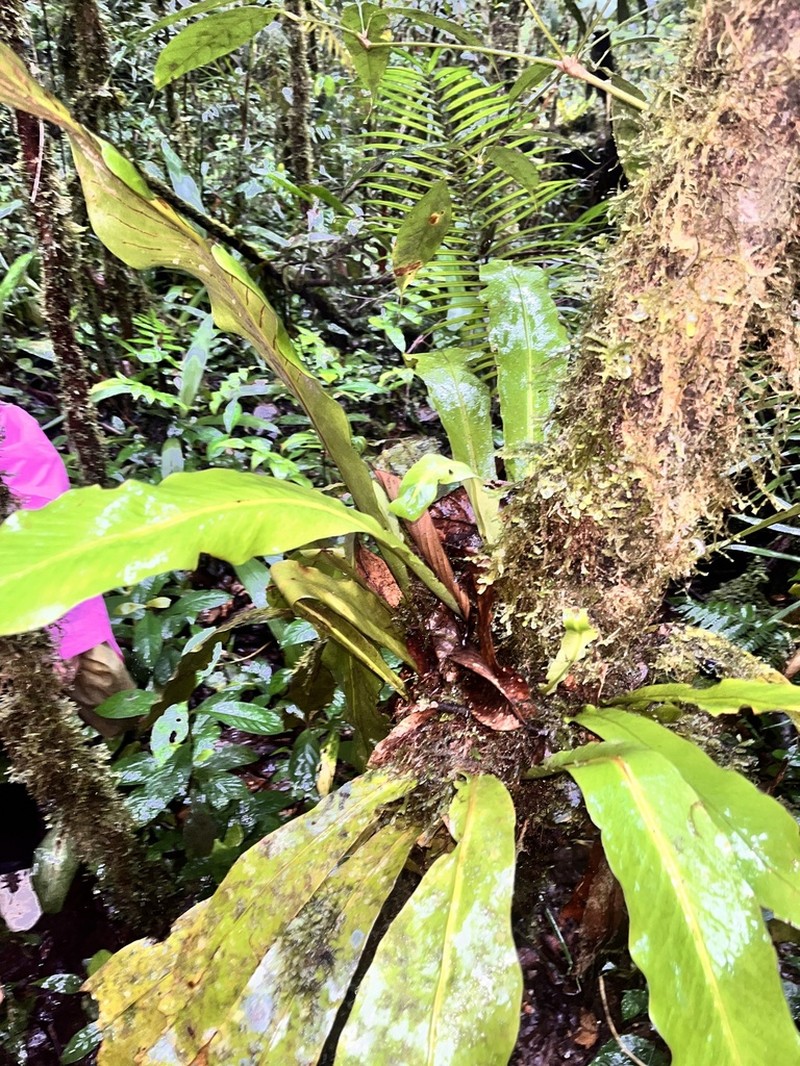 Loxogramme nidiformis
