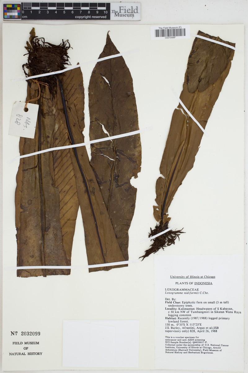 Loxogramme nidiformis photo 2