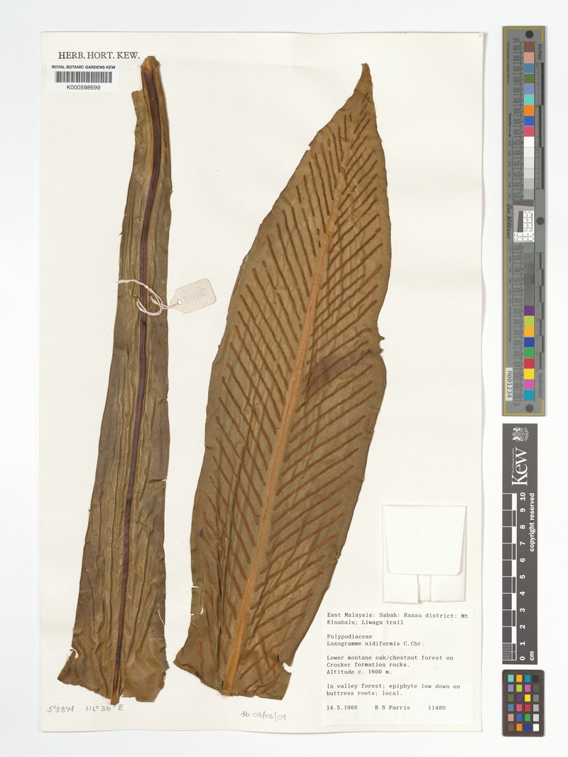 Loxogramme nidiformis photo 3