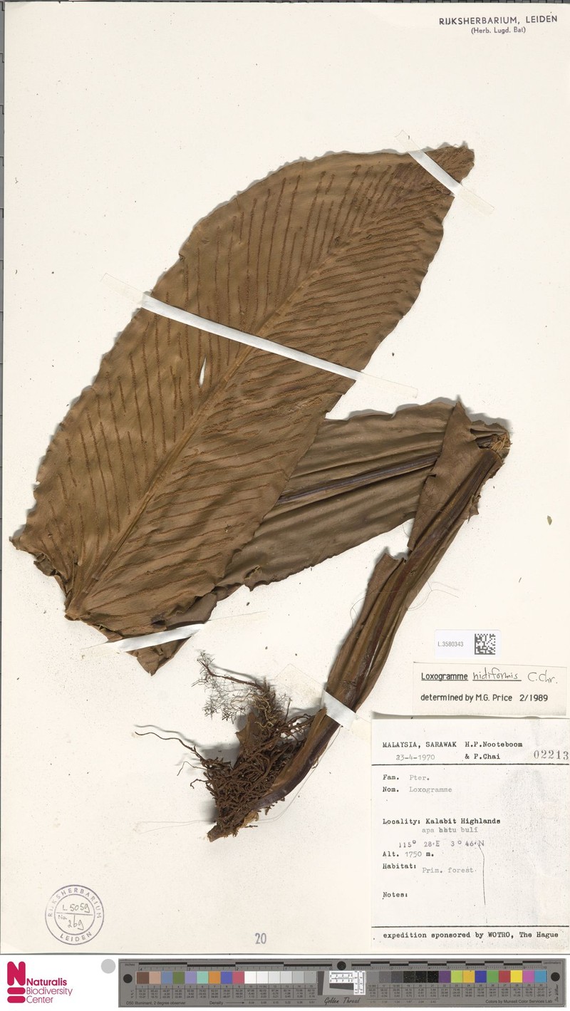 Loxogramme nidiformis photo 4