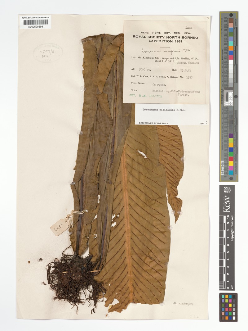 Loxogramme nidiformis photo 5