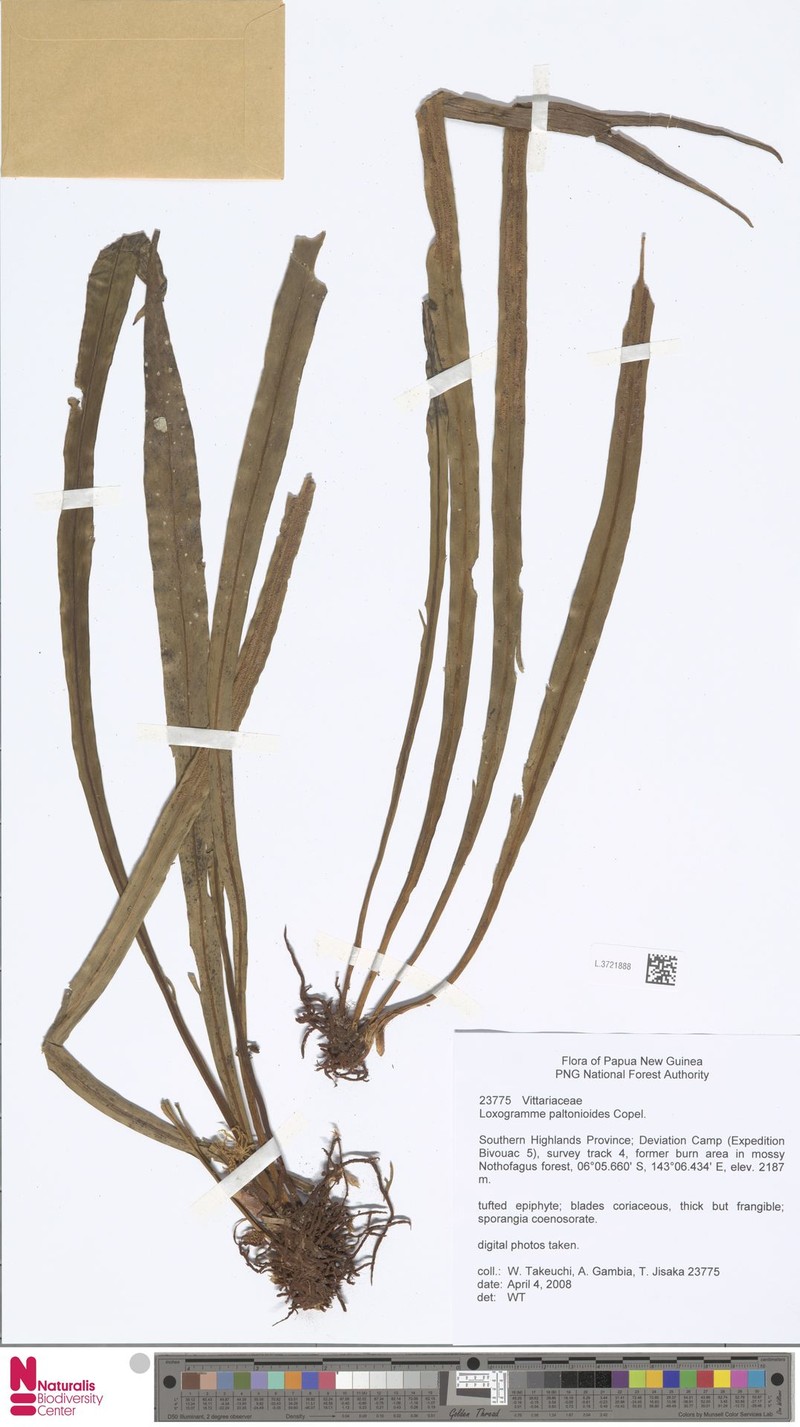 Loxogramme paltonioides