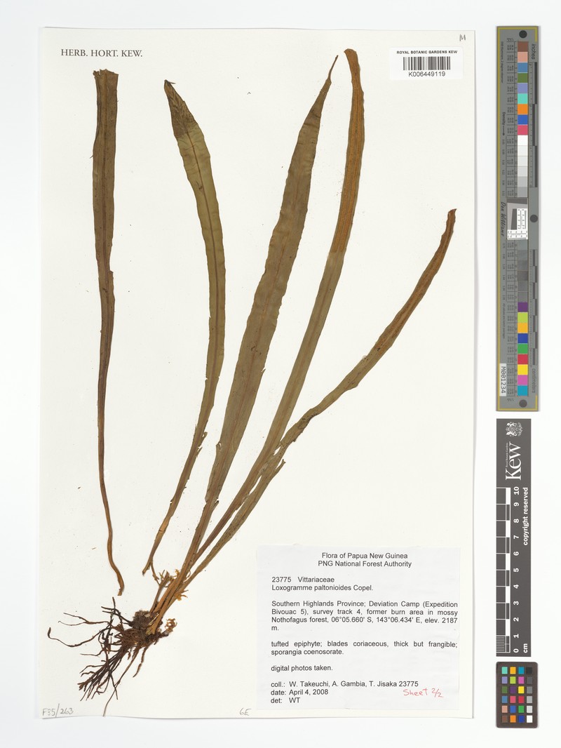 Loxogramme paltonioides photo 2