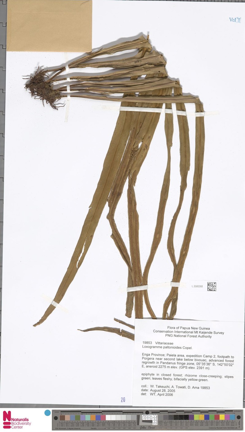 Loxogramme paltonioides photo 3