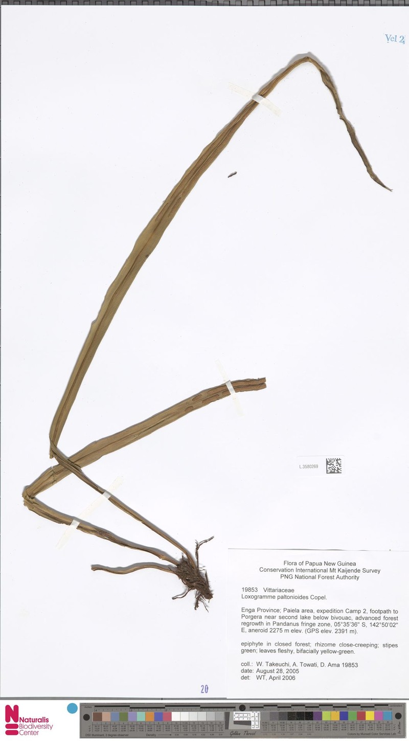 Loxogramme paltonioides photo 4