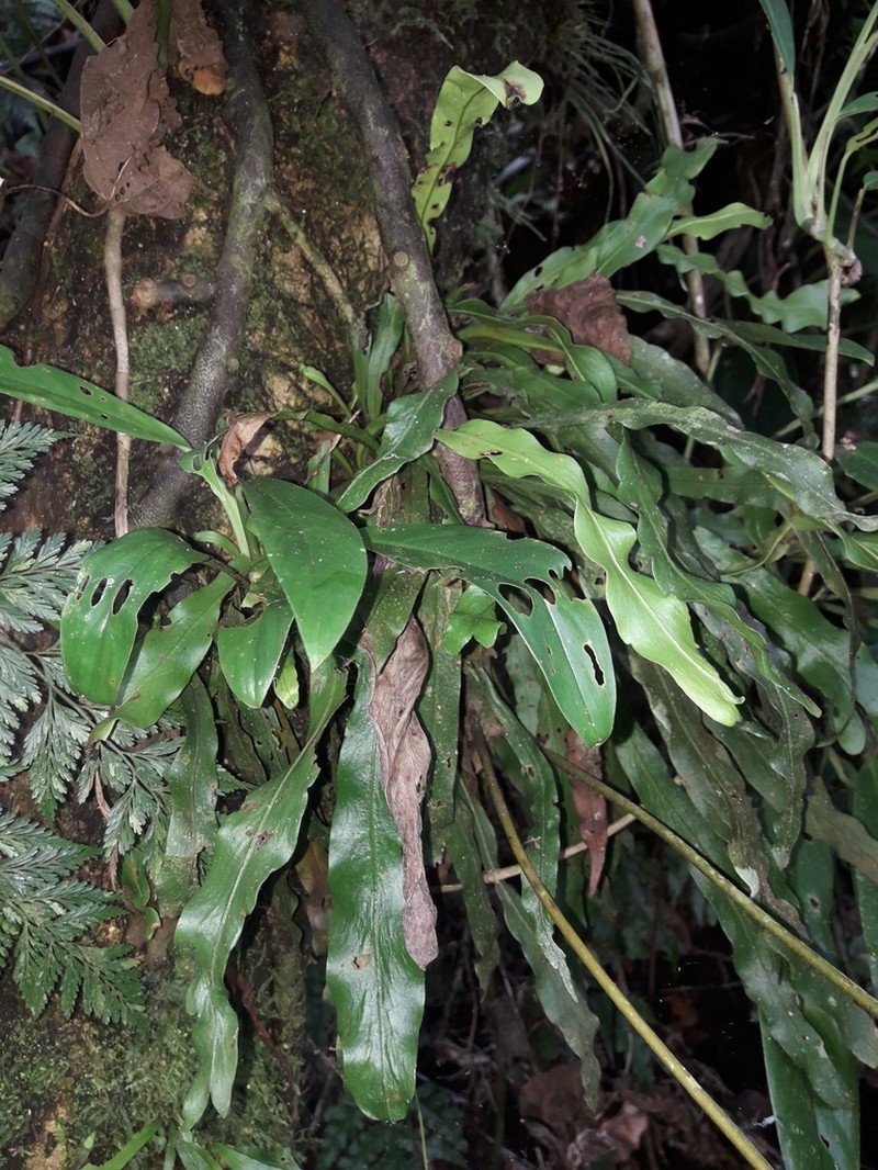 Loxogramme parksii photo 3