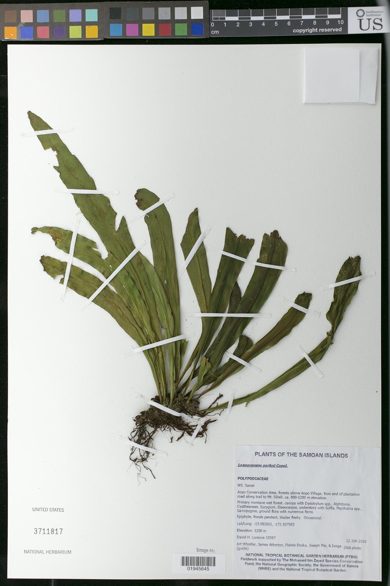 Loxogramme parksii photo 5
