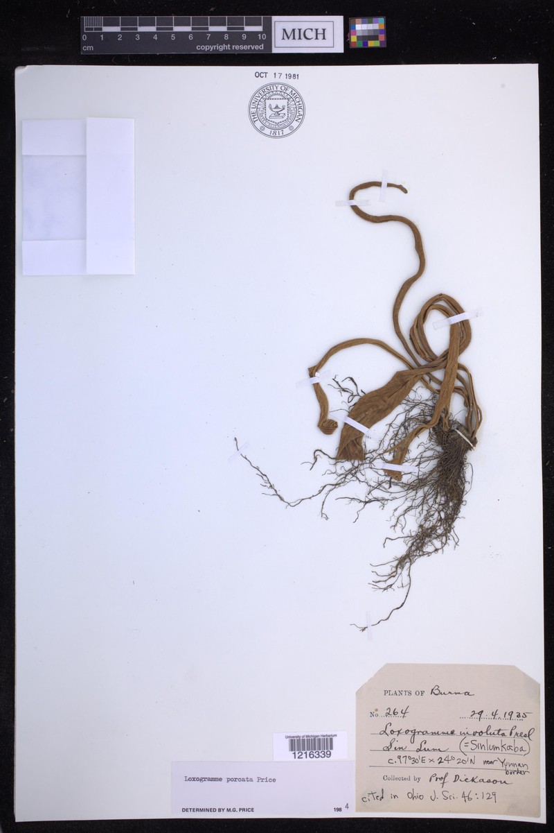 Loxogramme porcata