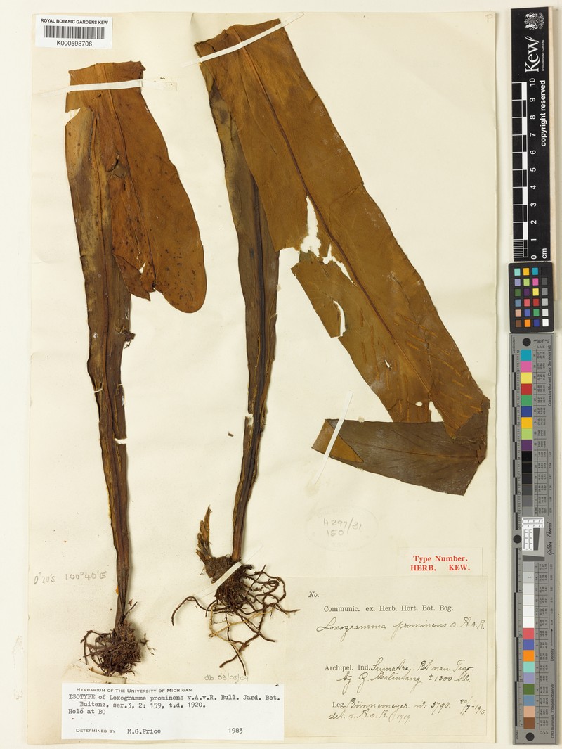 Loxogramme prominens