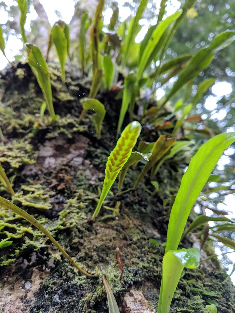Loxogramme salicifolia