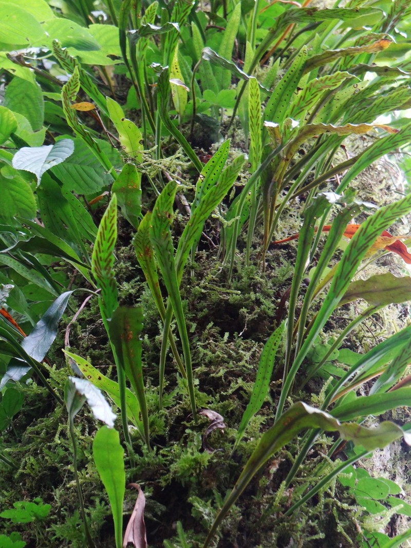 Loxogramme salicifolia photo 2