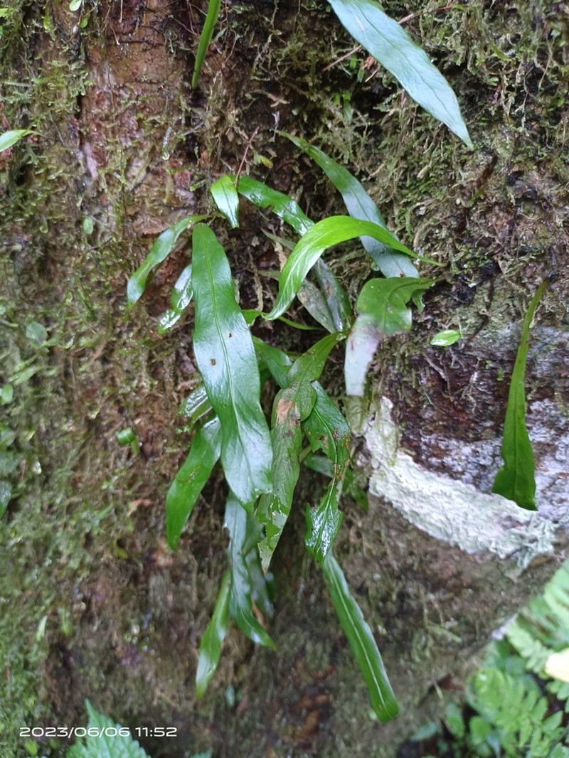 Loxogramme salicifolia photo 4
