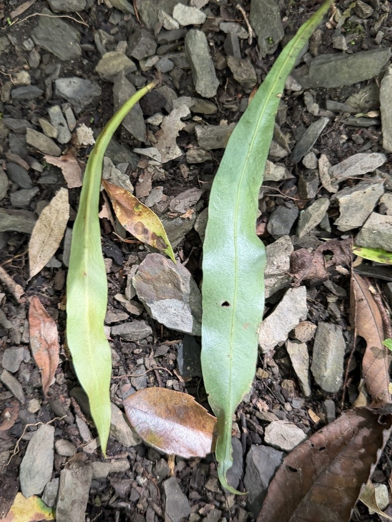 Loxogramme salicifolia photo 5