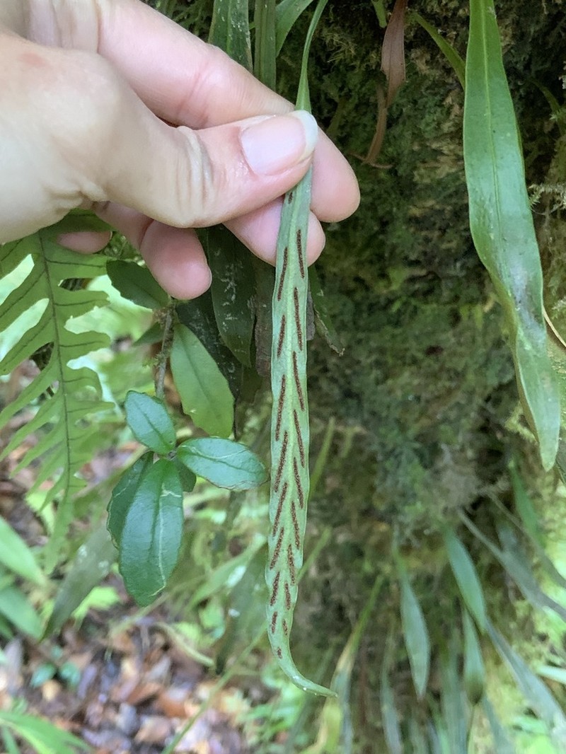 Loxogramme salicifolia photo 6