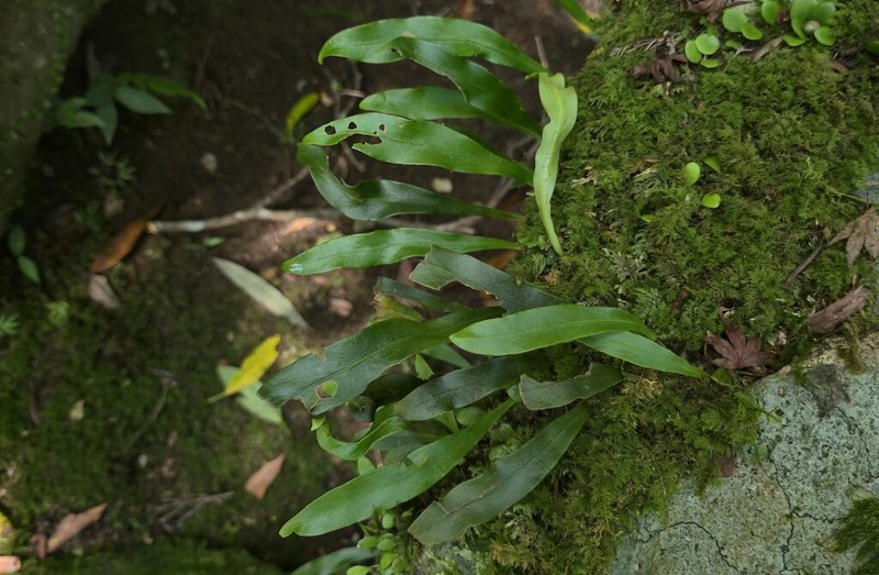 Loxogramme salicifolia photo 7
