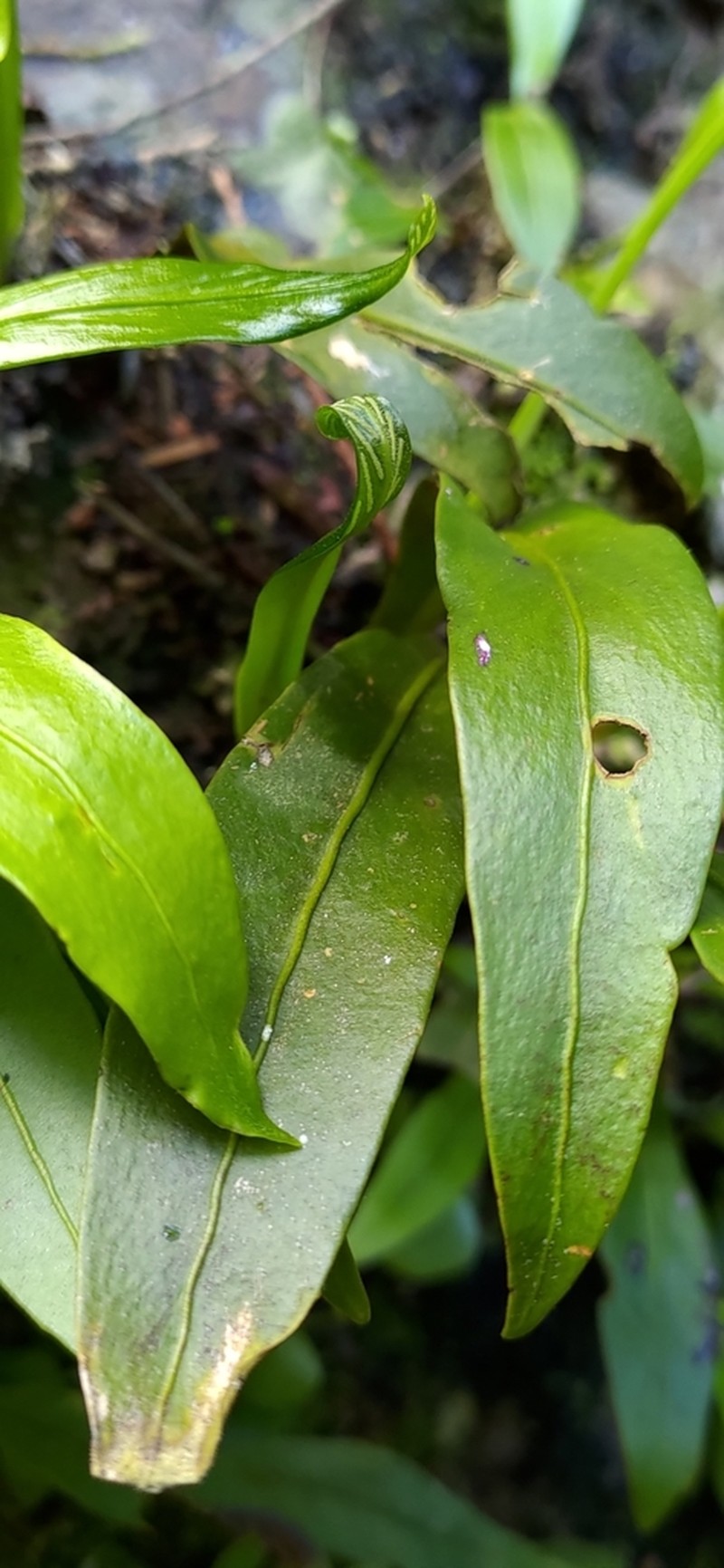 Loxogramme salicifolia photo 8