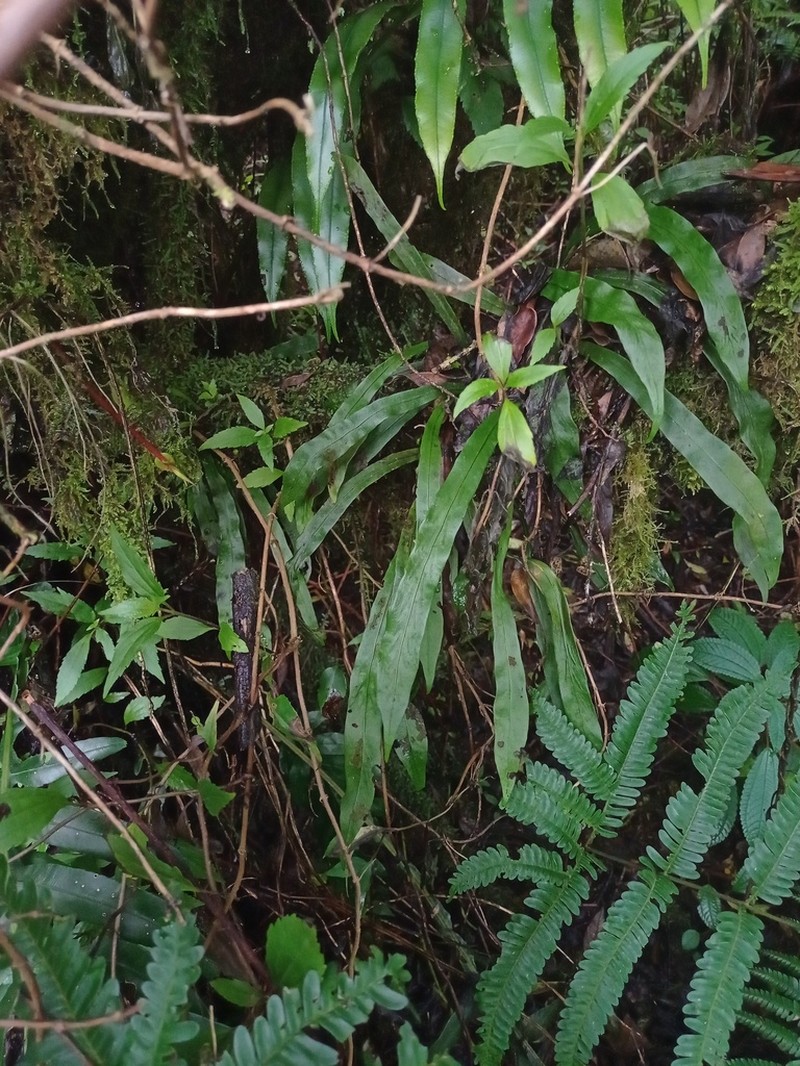Loxogramme scolopendrioides photo 2