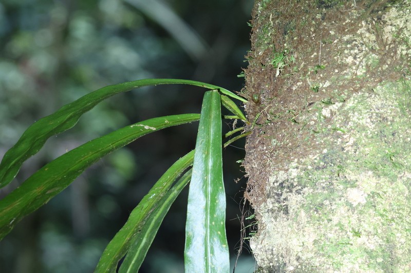 Loxogramme scolopendrioides photo 3