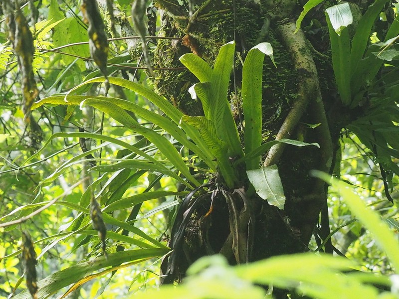 Loxogramme scolopendrioides photo 5