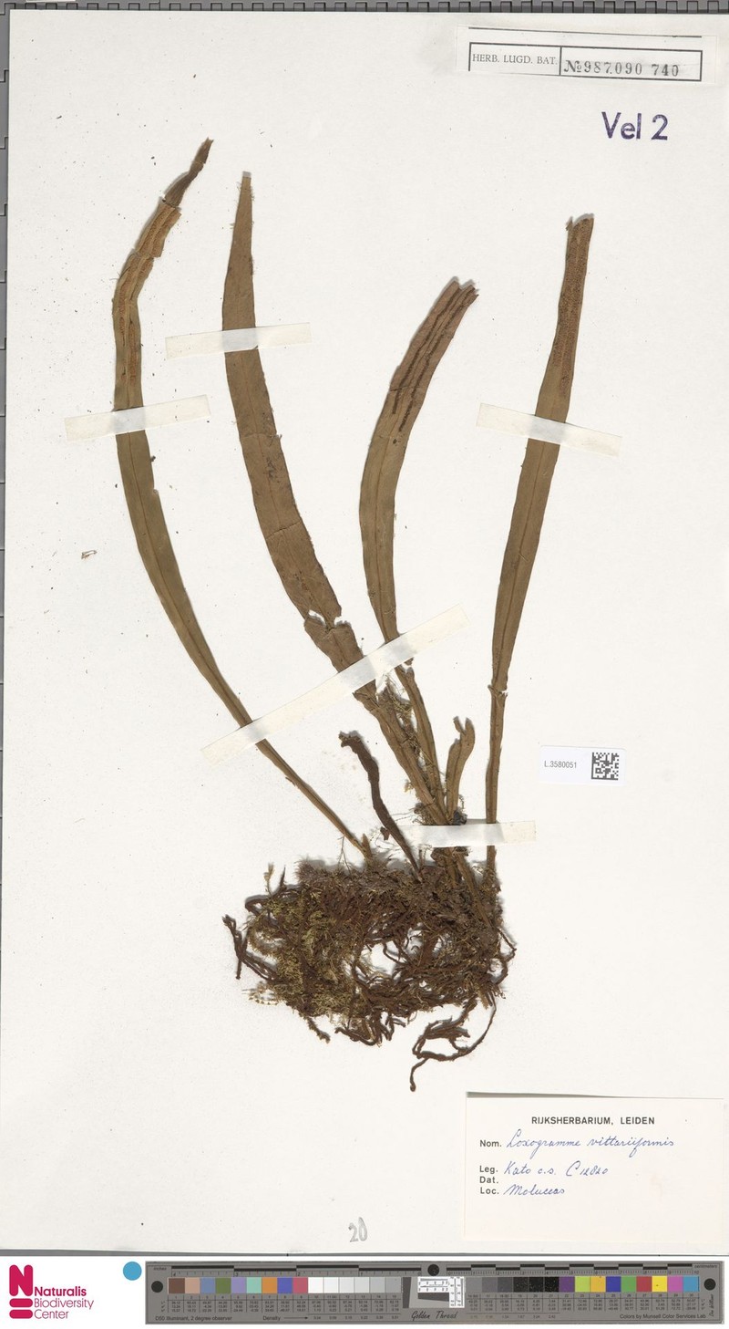 Loxogramme vittariiformis
