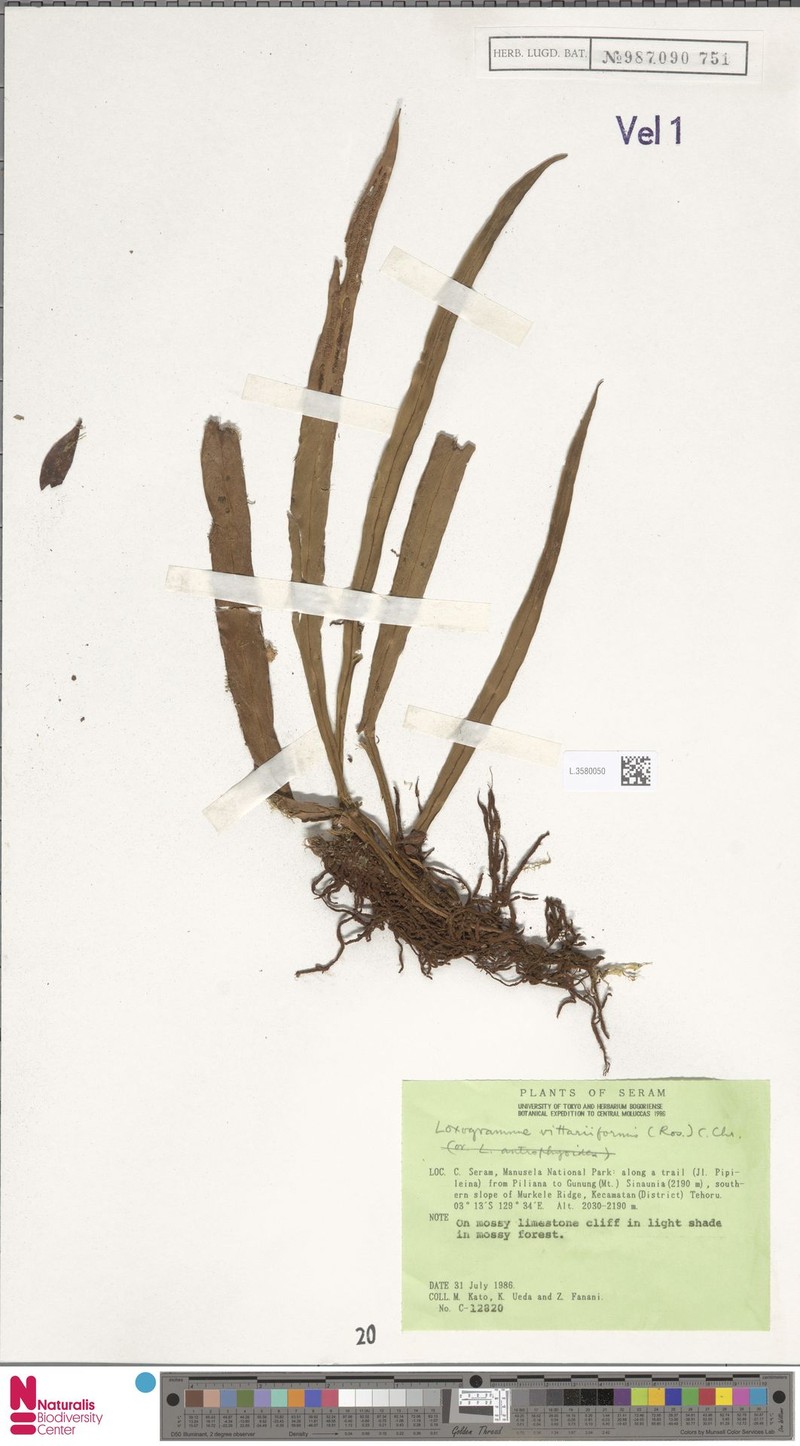 Loxogramme vittariiformis photo 2