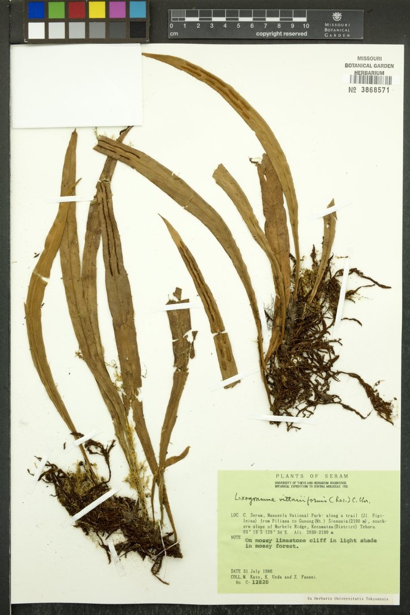 Loxogramme vittariiformis photo 3