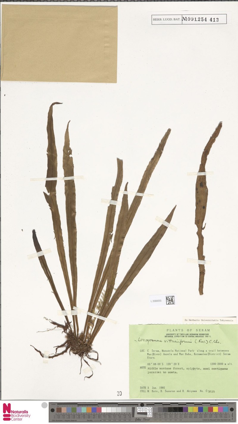 Loxogramme vittariiformis photo 4