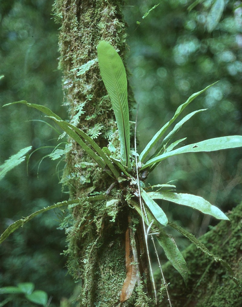 Loxogramme wallichiana