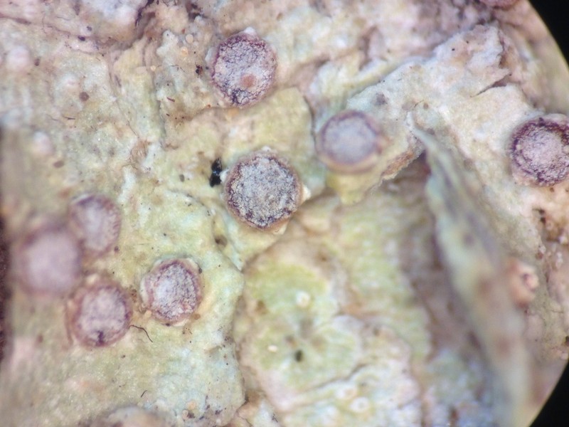 Loxospora Lichen