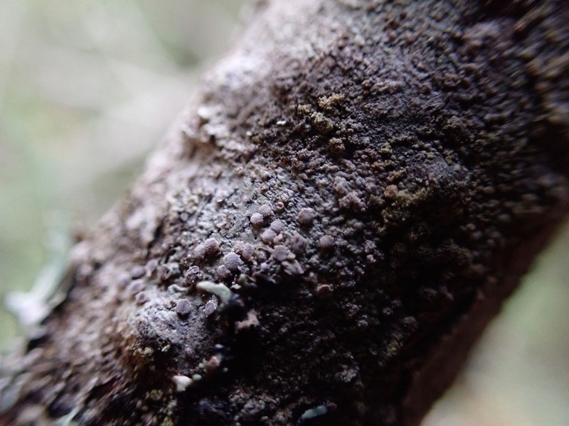 Loxospora Lichen photo 2