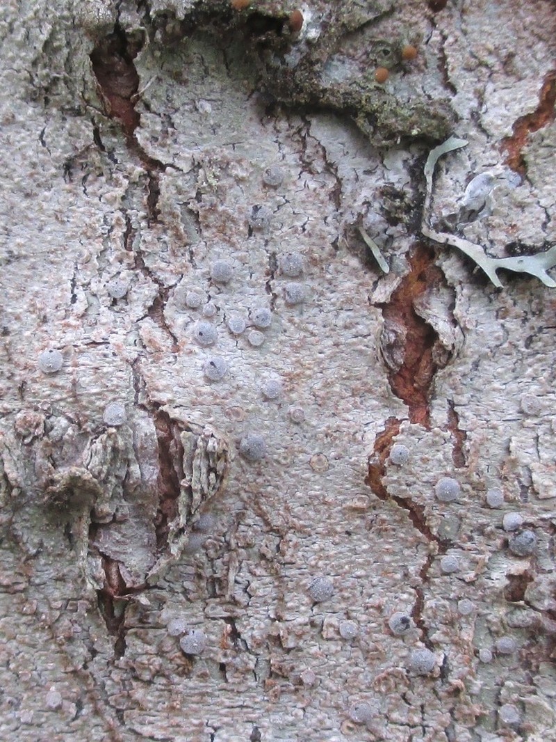 Loxospora Lichen photo 3