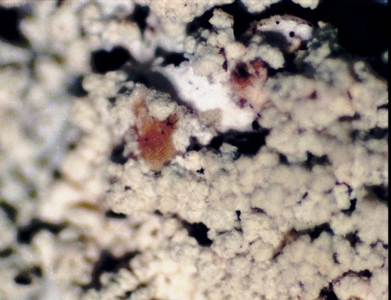 Loxospora Lichen photo 2